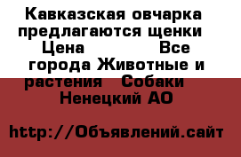 Кавказская овчарка -предлагаются щенки › Цена ­ 20 000 - Все города Животные и растения » Собаки   . Ненецкий АО